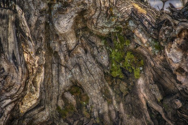 tree-3832529