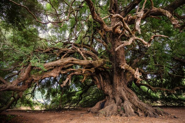 olive-tree-3579922